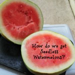 How do we get seeedless watermelons