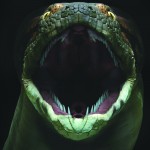 Titanoboa, A Monster Snake Exhibit at Academy of Natural Sciences of Drexel University - No Classroom Walls